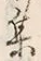 「集」字