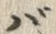 字バ