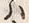 字末