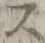 𡨸是