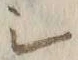 字サ
