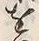 文字 俗