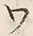 「ツ」字