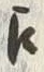 文字 え