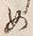 文字め