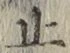 文字止