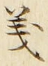 𡨸義