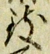 文字 致